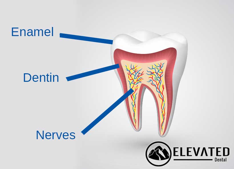 layers-of-a-tooth.jpg